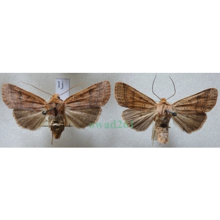 Agrochola nitida (Denis & Schiffermüller, 1775) pair Źrenicówka Czech1j